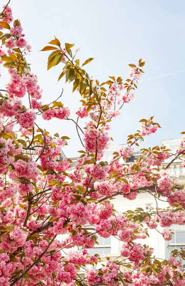 花園景觀
