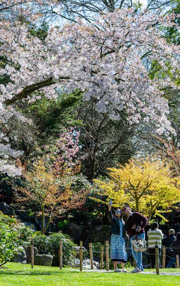 花園景觀