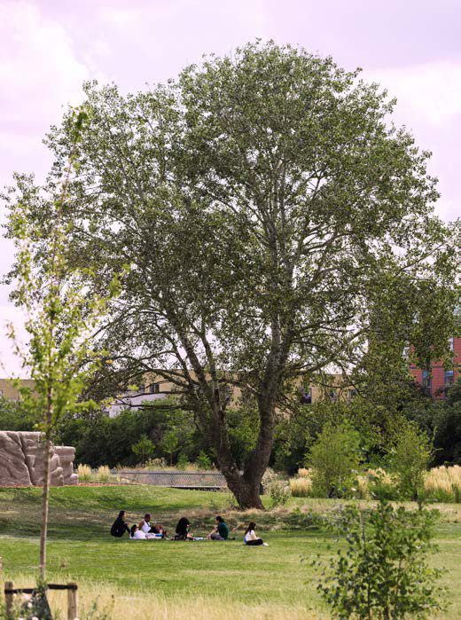 公園景觀